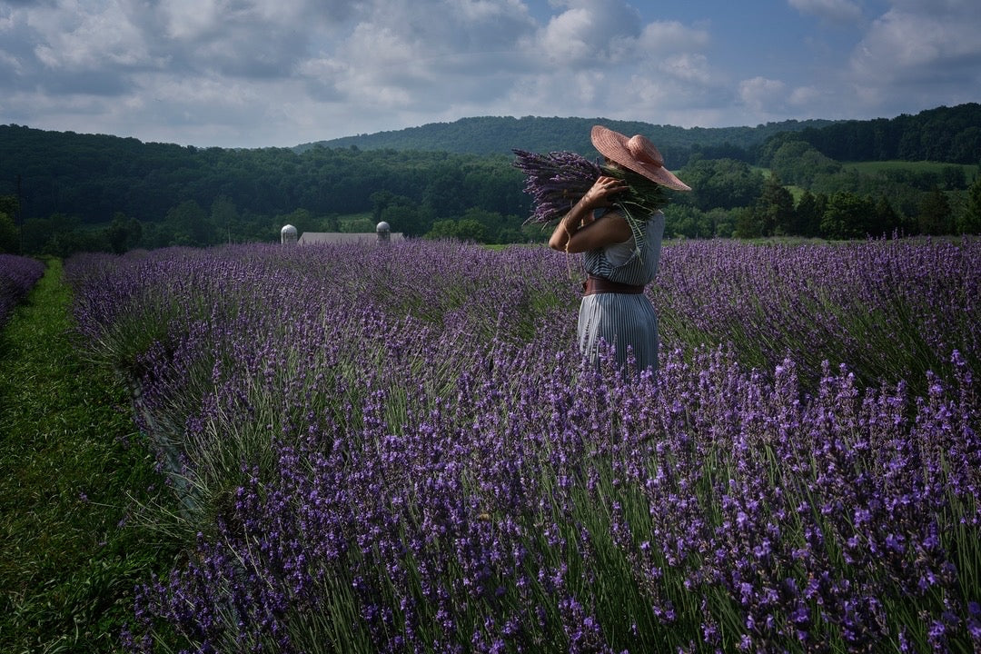 Women Holding Lavender in a Field of Lavender
