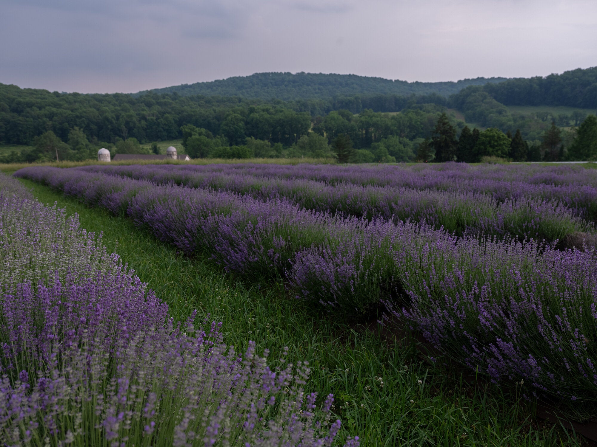 Lavender Fields and Barn with two Silos